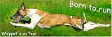 Eigenschaften Das Tierporträt  / Maxi-Auto-Aufkleber Whippet, Windhund 60 x 20 cm
