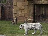 IMAGE OF White Bengal Tiger at Miami Metro Zoo, Miami, Florida, USA Photographic Poster Print by Angelo Cavalli, 12x16