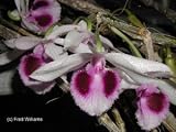 Dendrobium anosmum 'Semi Alba' 117A
