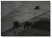 Classic Hurricane Disaster Documentary: A Hurricane Called Betsy (1966)