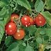 Tumbler Cherry Tomato - 10 Seeds