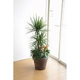グリーン寄せ植え
