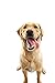 Purina Beneful Healthy Smile Dental Ridges Large Dog Treats - 8.4 Oz. Pouch