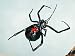 A Crash Course on How to Get Rid of Black Widows em Livros relacionados com o nome: 41%2BZ6Z%2BD6%2BL._SL75_