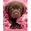 Georgie the Brown Labrador Puppy Rachael Hale Photography 40x50cm Mini Poster