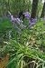Just Seed Wild Flower - Popular English Bluebell - 20g Seed - bulk Seed
