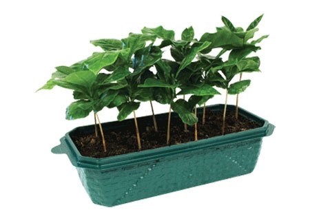 Image #2 of Dunecraft Coffee Trees