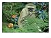 Vervet Monkey, Zimbabwe Photographic Poster Print by Olaf Broders, 16x12