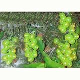 Kurt Adler Green Grapevine Lights