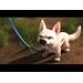 Product Video: Bolt-Trailer
