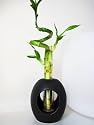 9GreenBox - Live Spiral 3 Style Lucky Bamboo Plant Arrangement with Ceramic Vase Brown
