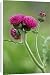 Canvas Prints of Ornamental thistle - An erect herbaceous perennial flowering mid summer from Ardea Wildlife Pets
