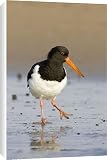 Canvas Prints of (Eurasian) Oystercatcher - On sandy beach from Ardea Wildlife Pets
