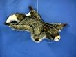 Plush Flying Squirrel 8"