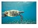 Hawksbill Turtle, Mayotte Island, Comoros, Africa Photographic Poster Print by Pete Oxford, 16x12