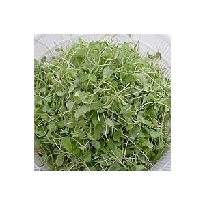 Arugula Organic Sprouting Seeds 1 Pound by The Sprout House