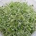Arugula Organic Sprouting Seeds 1/2 Pound