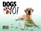 Irish Wolfhound, American Pit Bull Terrier, Gordon Setter, Silky Terrier, Wonder Dogs, Cocker Spaniel, and Papillon