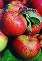 6ft+ Malus Cox's Orange Pippin