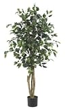 4' Ficus Silk Tree