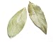 Bay Leaves, Hand Selected - 1 Oz Jar Each