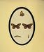 1860 Hand Coloured Butterfly Rock Eyed Underwing Print