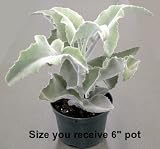 Rare Velvet Elephant Ear Kalanchoe beharensis Plant 6