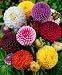 Grow Your Secret Garden Dahlia Pompon Mix Seeds
