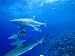Gray Reef Sharks, Bikini Atoll, Marshall Islands, Micronesia Photographic Poster Prin...