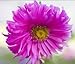 Aster