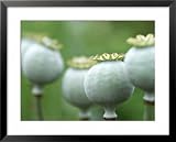 Papaver Somniferum Seed Heads of Flowering Annual, Oxfordshire Framed Art Poster Print by David Murray, 31x25 41%2Be mQzHfL. SL160 Papaver Somniferum Seed Heads of Flowering Annual, Oxfordshire Framed Art Poster Print by David Murray, 31x25