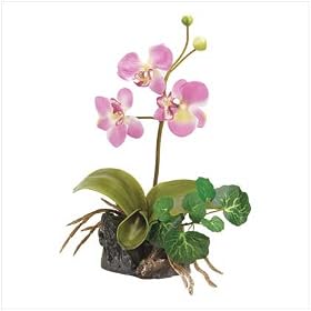 Everlasting Pink Orchid – Style 39679