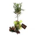 MINI OLIVE TREE FOR ALL OCCASIONS-Ideal Birthday, New Home,Retirement,Wedding Plants & Flowers Gifts To Send To Family & Friends For All Occasions