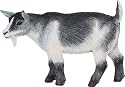 Safari Farm Pygmy Nanny Goat