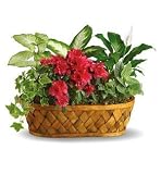 Plants Galore Basket