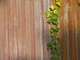 IMAGE OF Rusted Fence with an Ivy Vine Running Up the Face Photographic Poster Print by Bill Hatcher, 30x40