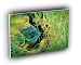 fish bluegill hiding coontail A2 Large Canvas