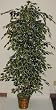 6' Hawaiian (variegated) Ficus Tree