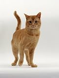 Domestic Cat, Red Burmese Photographic Poster Print by Jane Burton, 12x16