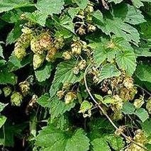 Herb Seeds - Hops - 200 Seeds Herb Seeds - Hops - 200 Seeds