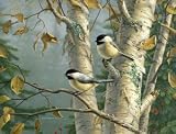Chickadee/ Medium