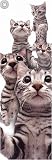 Cats - American Shorthair - Canvas Art Print Poster By Yoneo Morita, 18 