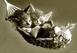 Poster Keith Kimberlin - Hammock