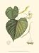 American Linden by Unknown. ART PRINT Canvas Rolled. 9.50 inches width by 13.00 inches height. Highest Quality Art Poster Print