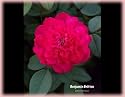 Benjamin Britten (Rosa English Rose) - Bare Root Rose