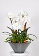 Artificial White Amaryllis Centerpiece