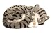 Perfect Petzzz Gray Tabby