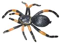 Orange-Kneed Tarantula