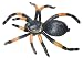 Orange-Kneed Tarantula