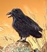 Folkmanis Raven Puppet